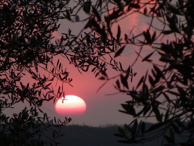 Fattoria Di Camporomano Массароза Экстерьер фото